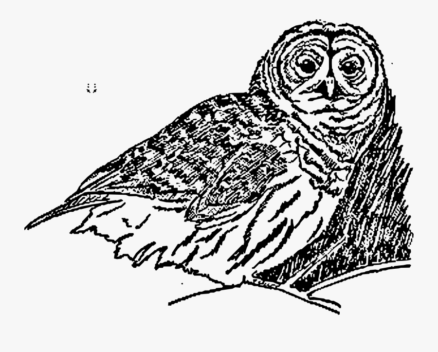 Transparent White Owl Png, Transparent Clipart