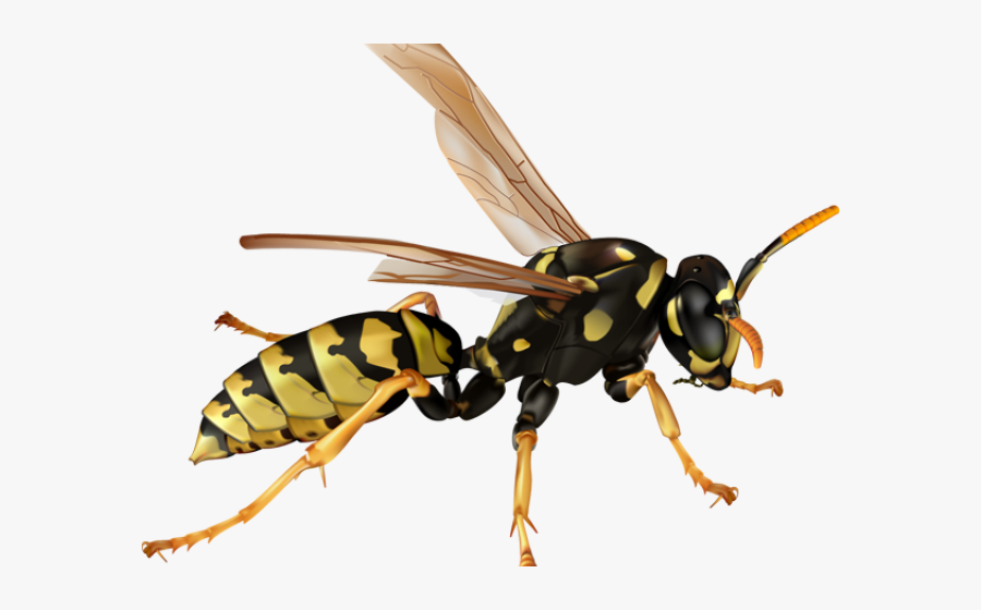 Umbrella Wasp, Transparent Clipart