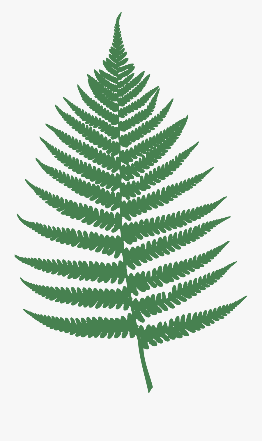 Fern Leaf - Clip Art Fern Leaf, Transparent Clipart