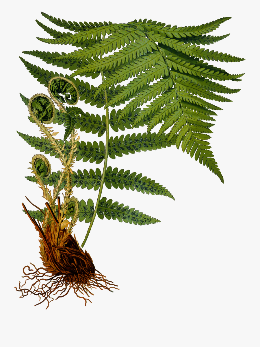 Dryopteris Filix Mas, Transparent Clipart