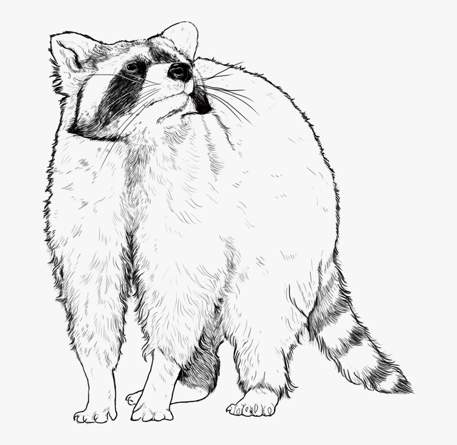 Raccoon Squitten- - Cat Yawns, Transparent Clipart