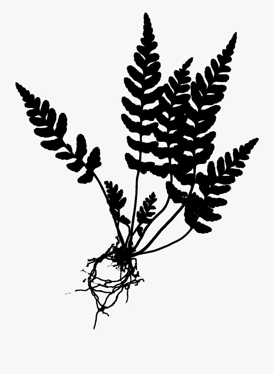Fern Clipart Lady - Lady Fern Black And White, Transparent Clipart