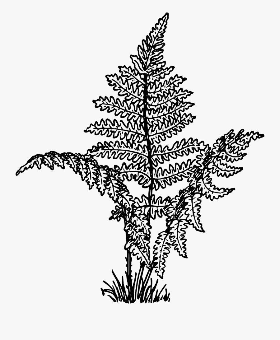 Fern Clipart Black And White, Transparent Clipart
