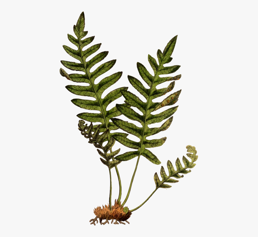 Plant,leaf,vascular Plant - Lady Fern On Rock Clipart, Transparent Clipart