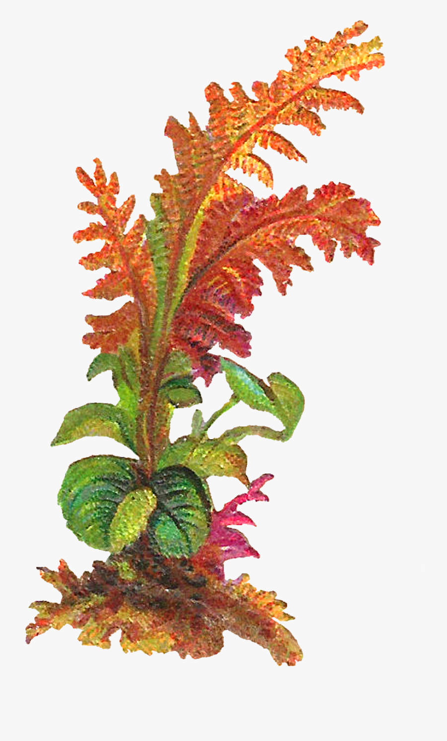 Fern Clip Art, Transparent Clipart