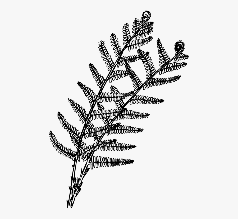 Fern Clipart Plant Flower - Fern, Transparent Clipart