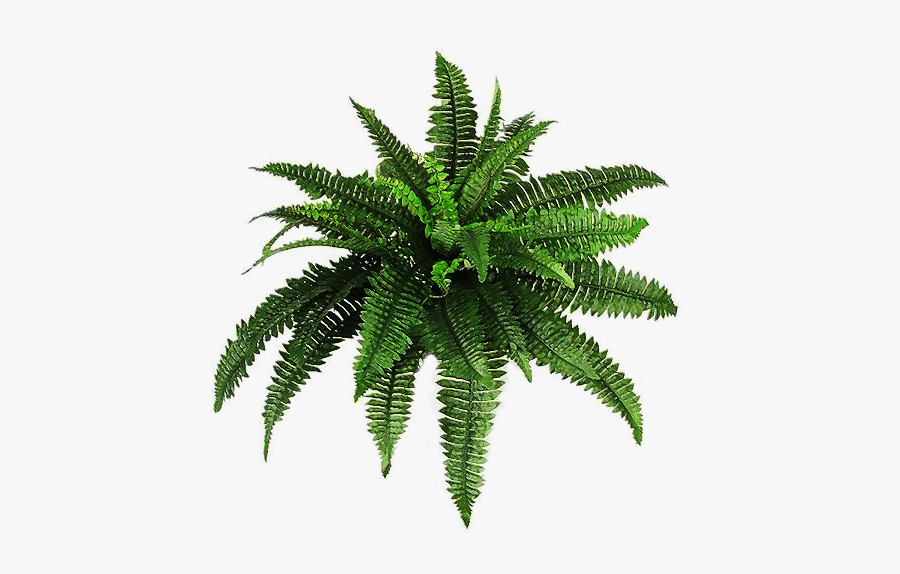 Green Fern Transparent Background, Transparent Clipart