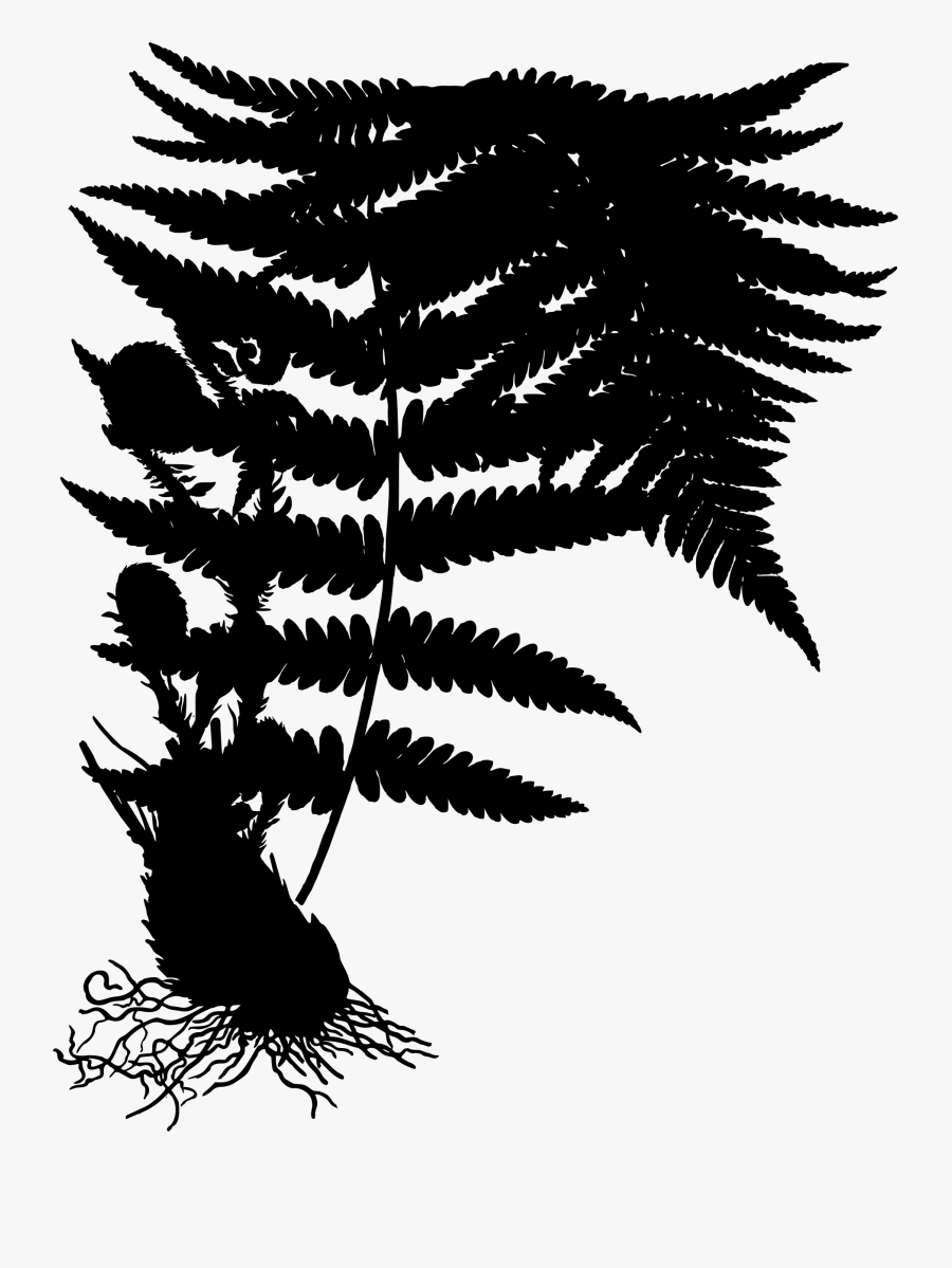 Plant,monochrome,leaf - Dryopteris Filix Mas, Transparent Clipart