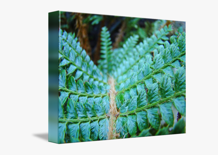 Clip Art Art Green Giclee Prints - Fern, Transparent Clipart