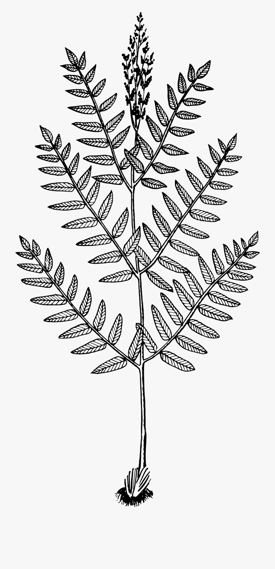 Royal Fern Clip Arts - Tulsi Plant Branch Drawing, Transparent Clipart