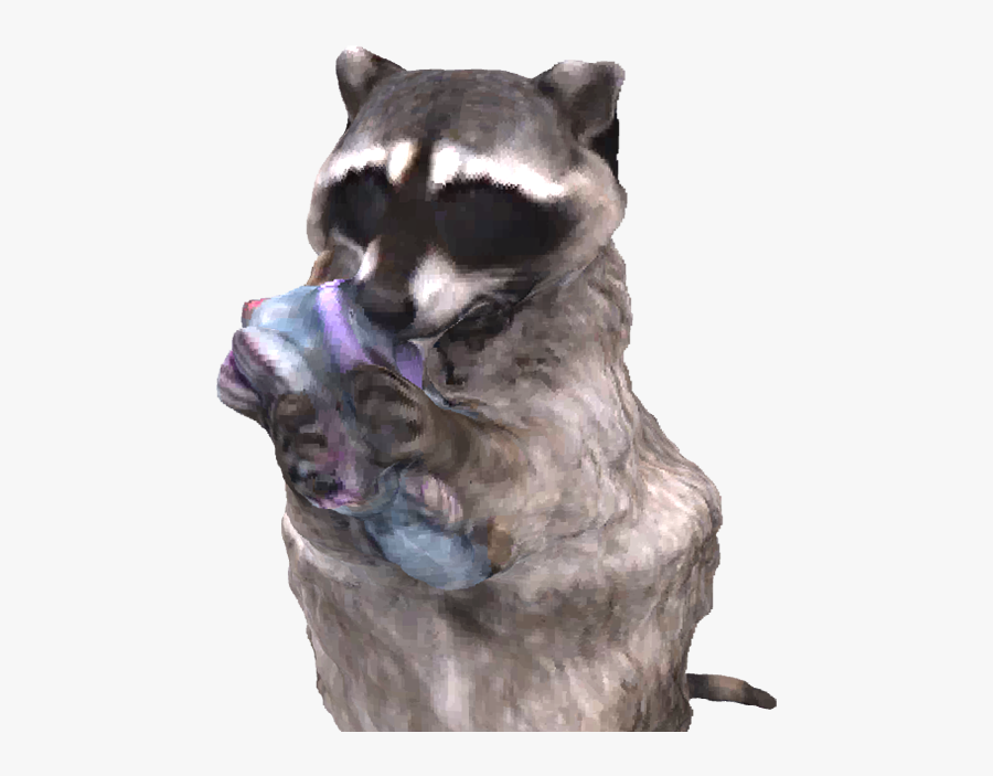Raccoon Procyon- - Procyon, Transparent Clipart