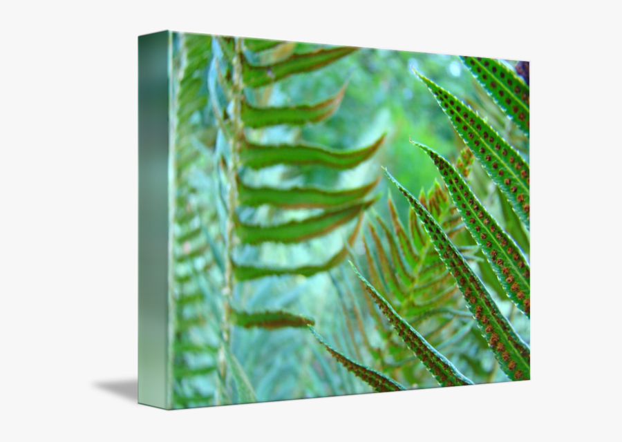 Clip Art Forest Fern - Close-up, Transparent Clipart