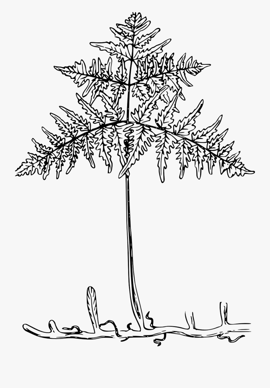 Line Art,plant,flora - ต้น เฟิร์น ลาย เส้น, Transparent Clipart