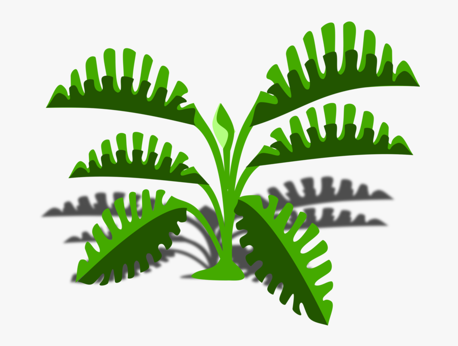 Plant,grass,leaf - Philodendron Clip Art, Transparent Clipart