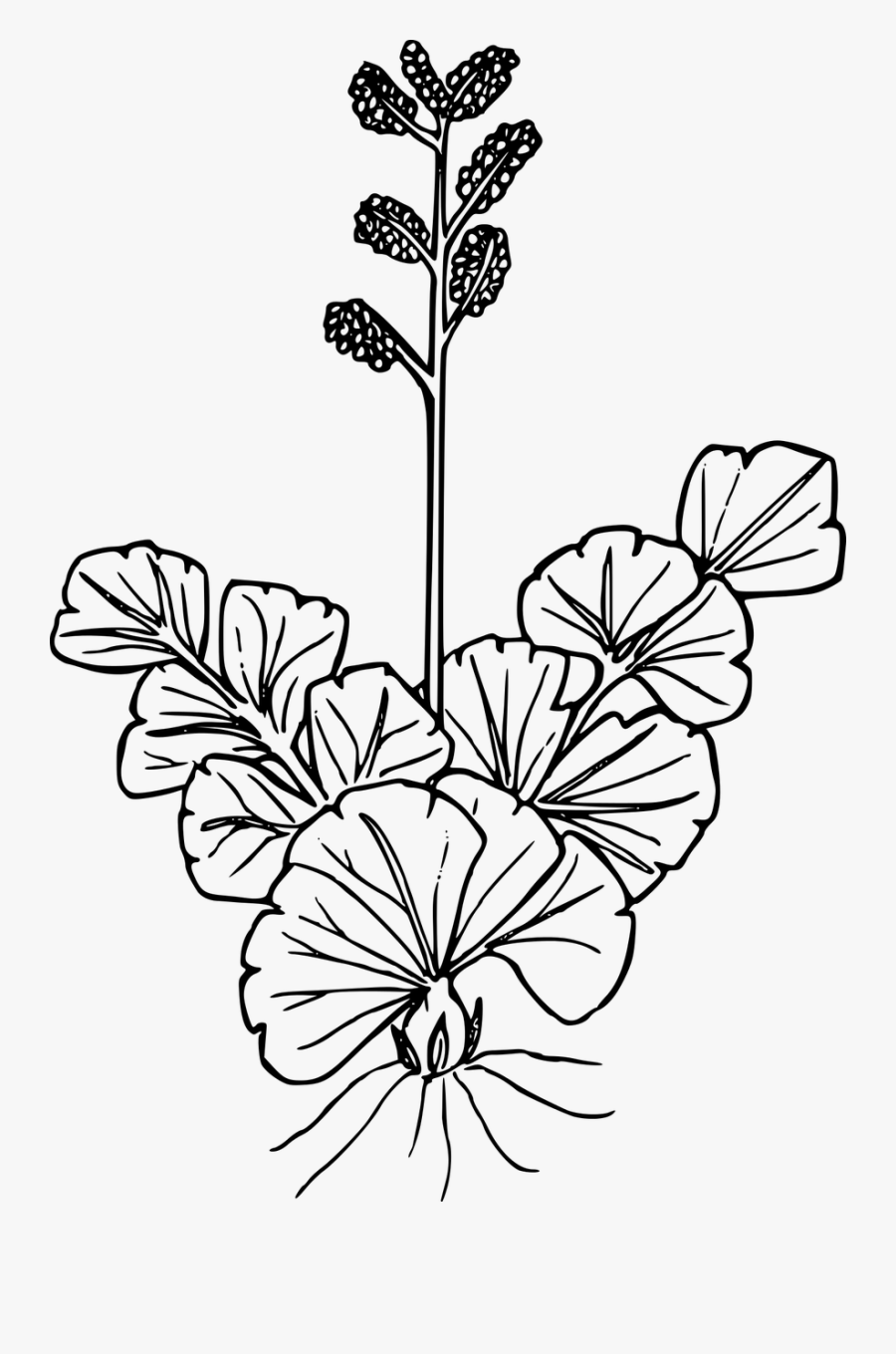 Common Grapefern - Drawing, Transparent Clipart