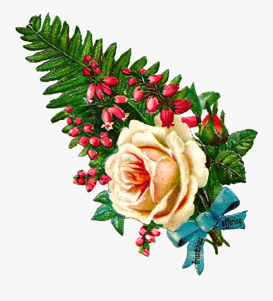 Garden Roses, Transparent Clipart