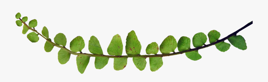 Fern Small Leaf Plant Free Picture - Plants, Transparent Clipart