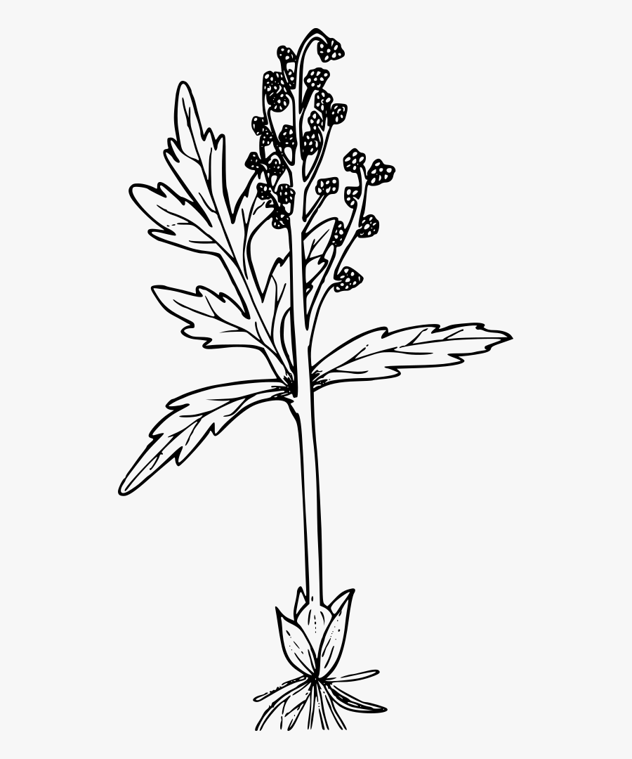 Lance-leaved Grapefern, Transparent Clipart