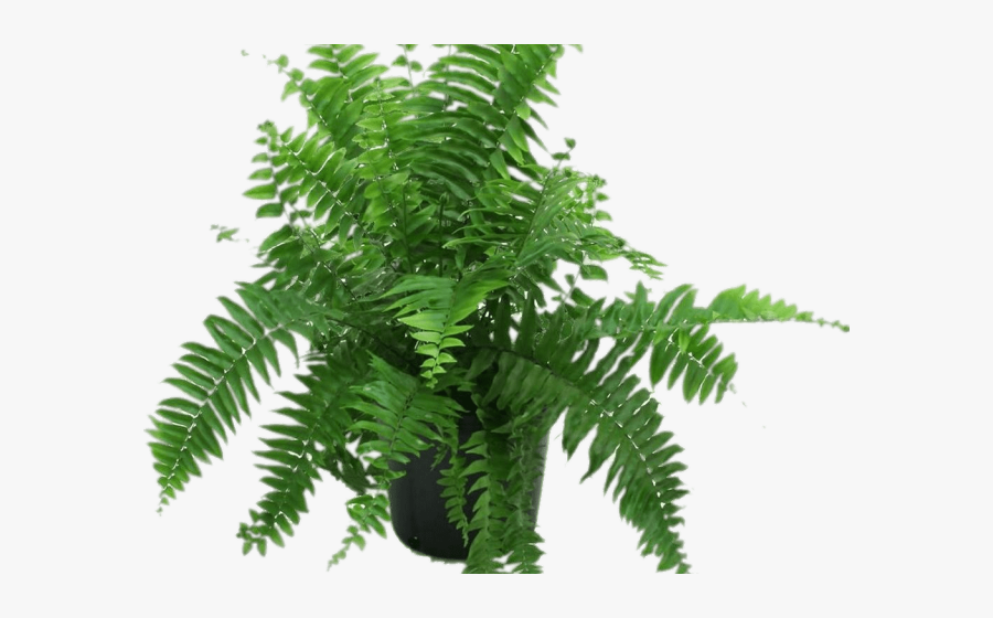 Fern In Pot Png, Transparent Clipart