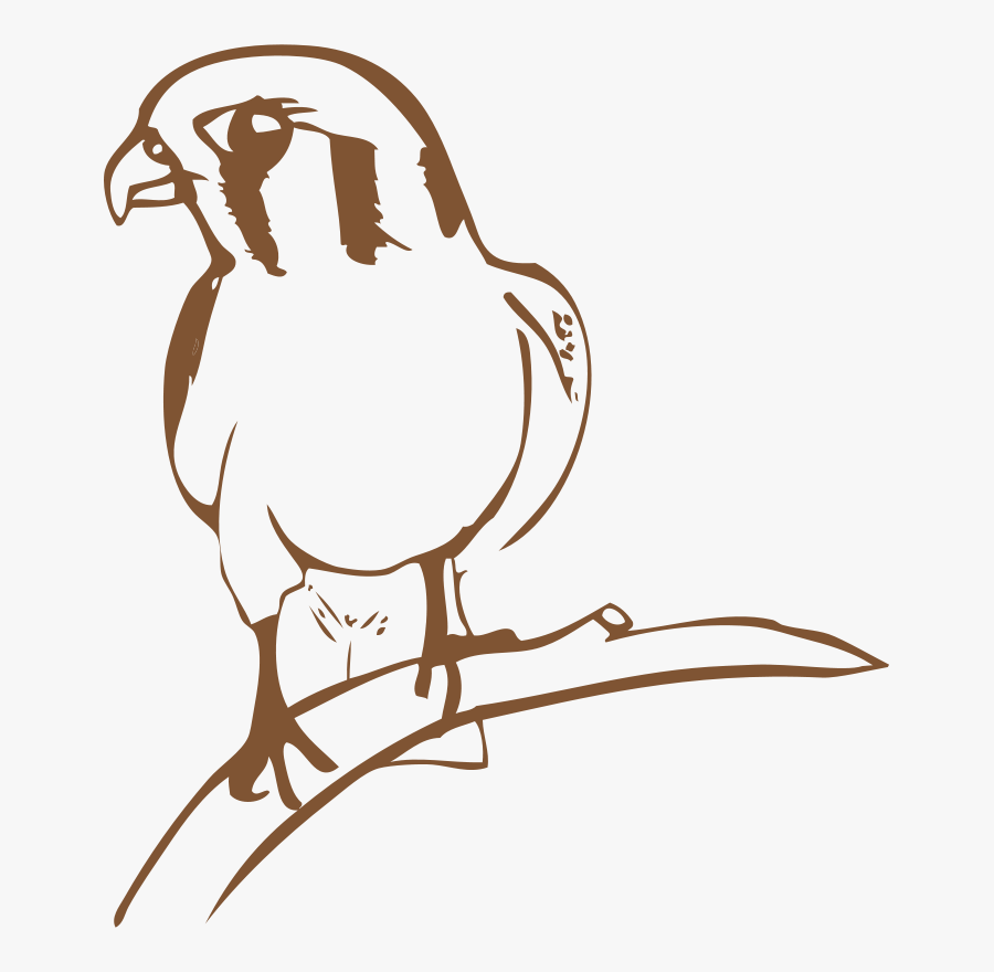 Falcon - Halcon Dibujo Posado, Transparent Clipart