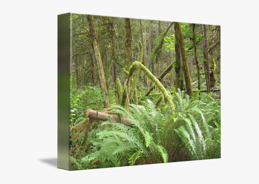 Clip Art Forest Fern - Old-growth Forest, Transparent Clipart