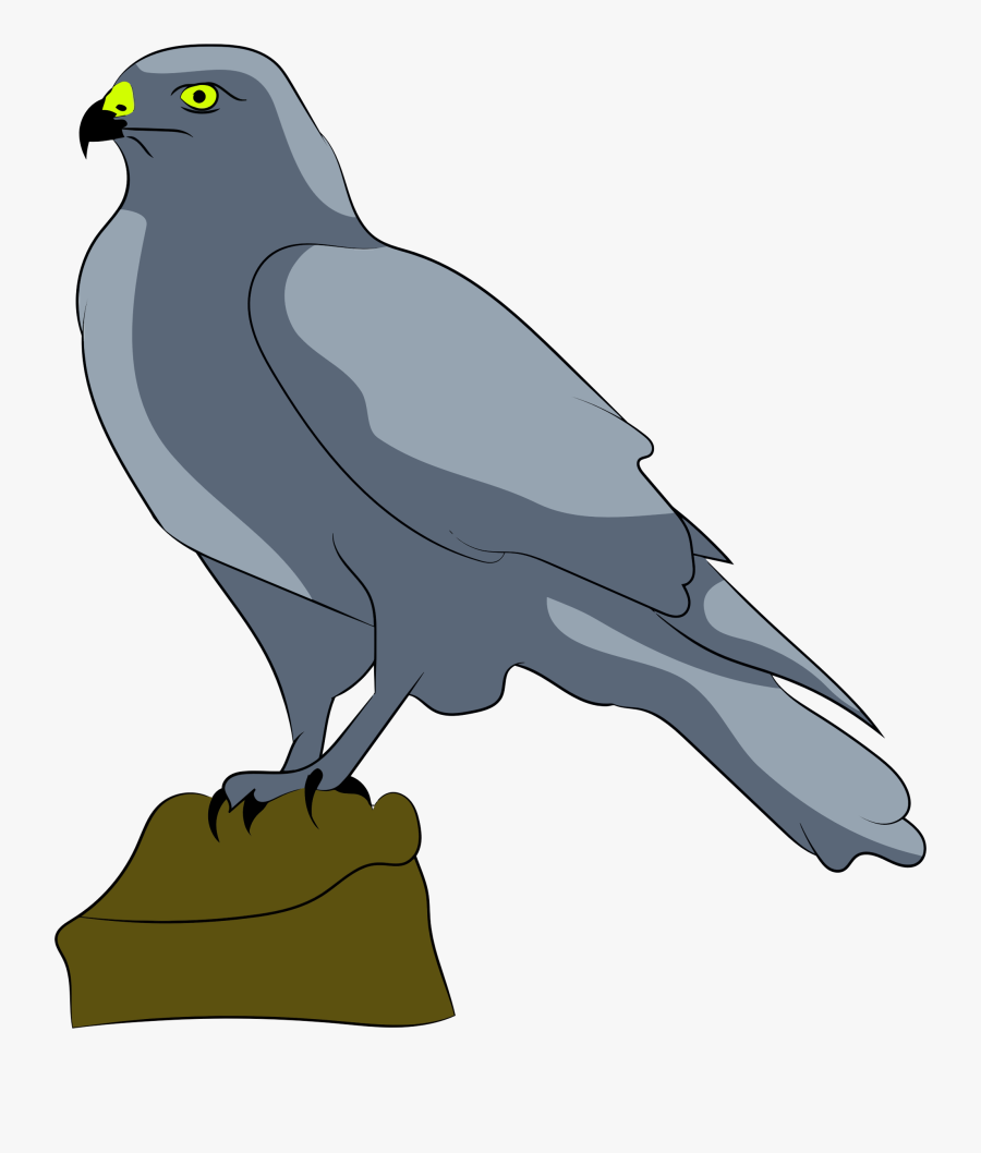 Crow Like Bird,wildlife,eagle - Şahin Hayvan Resmi Çizimi, Transparent Clipart