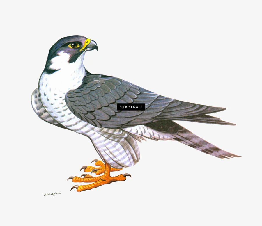 Clip Art Falcon Png , Png Download - Clipart Falcon Png, Transparent Clipart