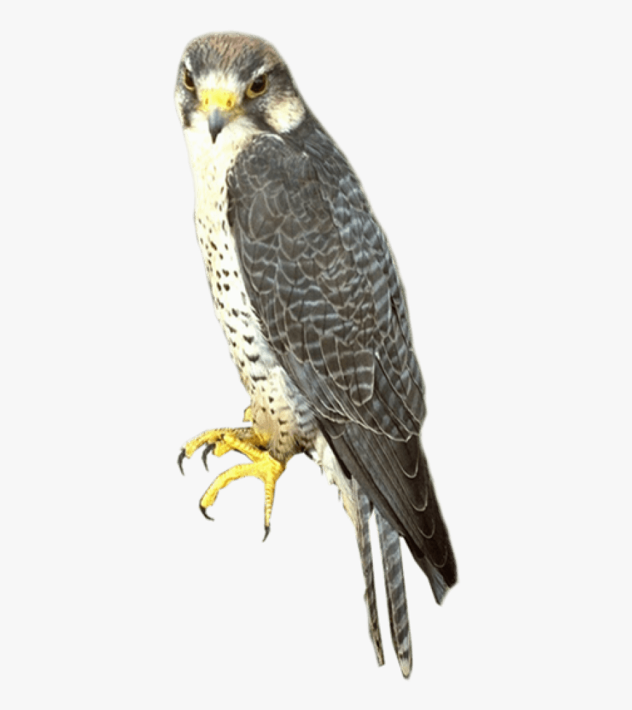 Portable Network Graphics Falcon Clip Art Image Bird - Falcon Png, Transparent Clipart