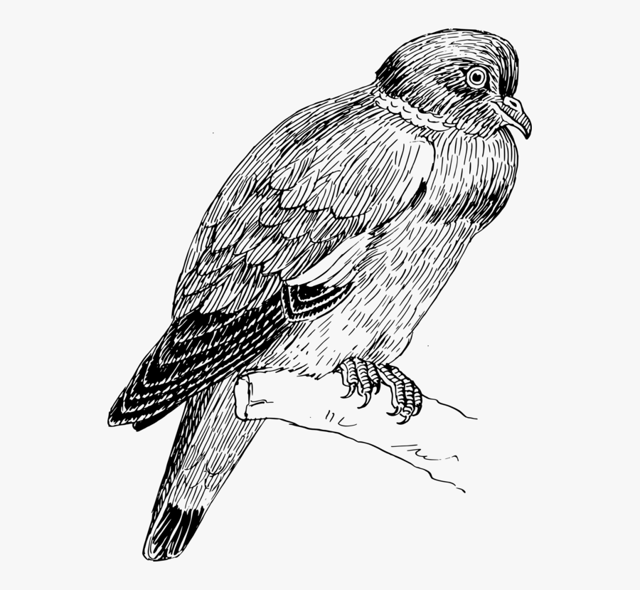 Peregrine Falcon,hawk,kite - Red-tailed Hawk, Transparent Clipart