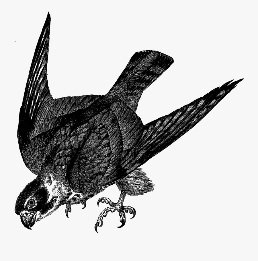 Eurasian Hobby, Transparent Clipart