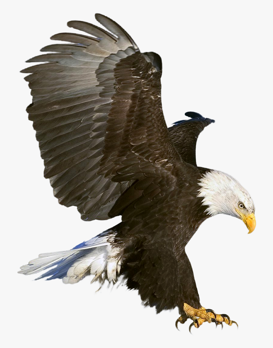 Eagle Transparent Png, Transparent Clipart