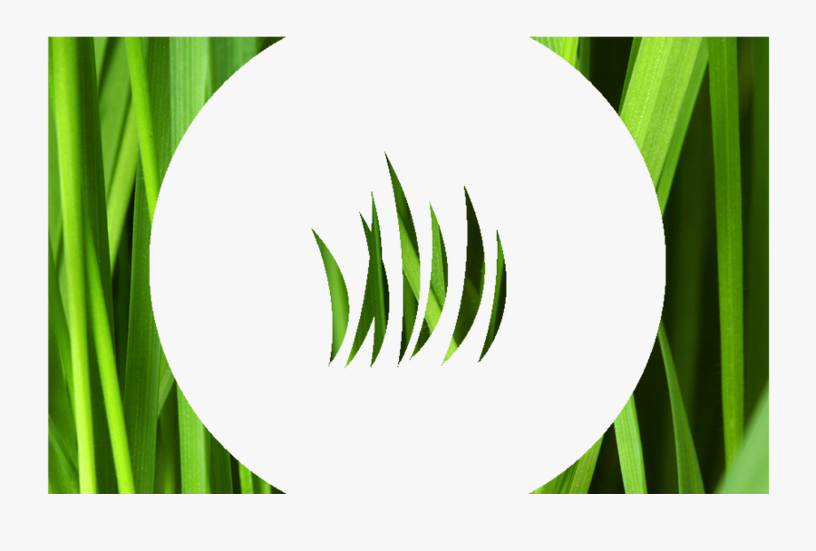 Resources Good"s Tree And Lawn Care - Grass, Transparent Clipart