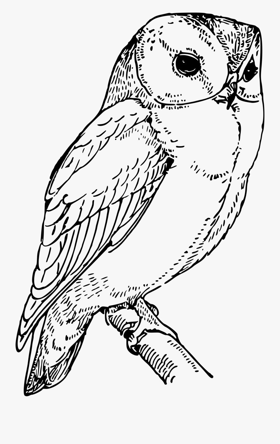 Laughing Owl - Owl Drawing Png, Transparent Clipart