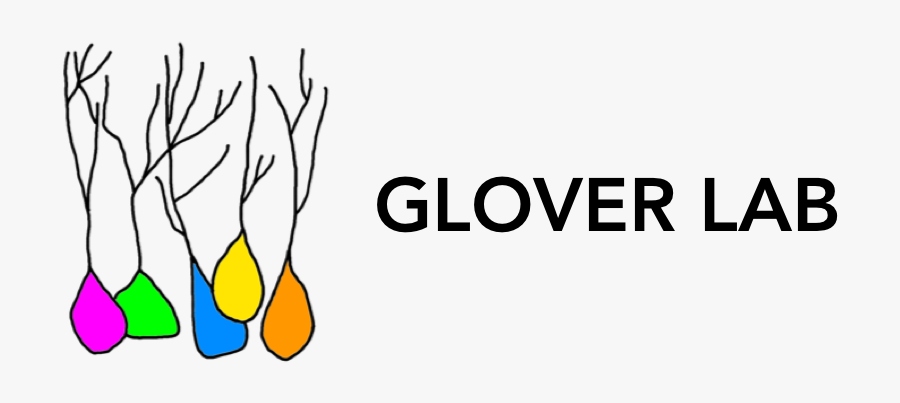 Glover Lab, Transparent Clipart