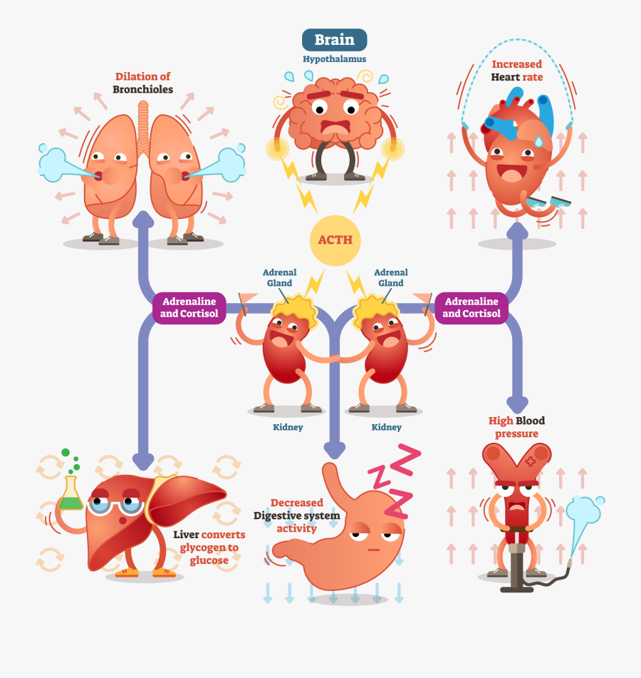 Stress Response System - Gut Brain Connection Infographic, Transparent Clipart