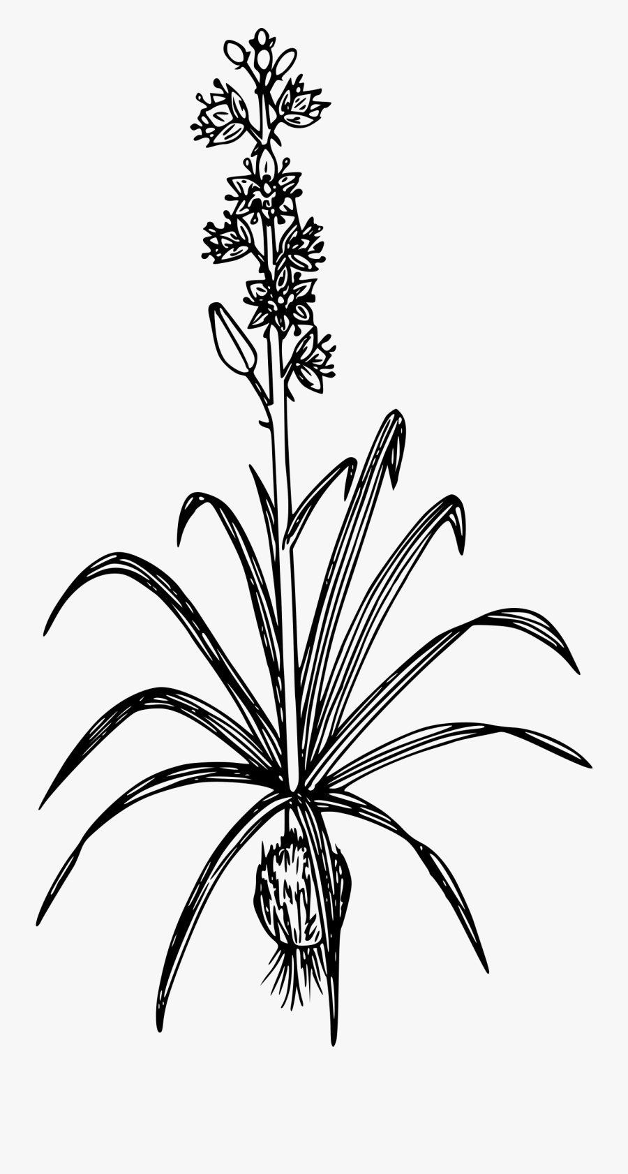 Elegant Death Camas - Drawing Vintage Flower Png, Transparent Clipart