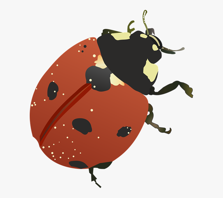 Good Luck, Insect, Vector - ภาพ เวก เตอร์ แมลง, Transparent Clipart