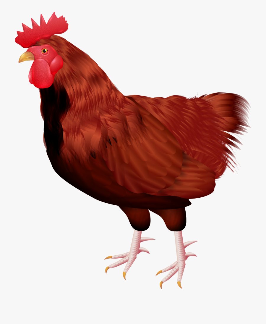England Clipart Chicken - Rooster, Transparent Clipart