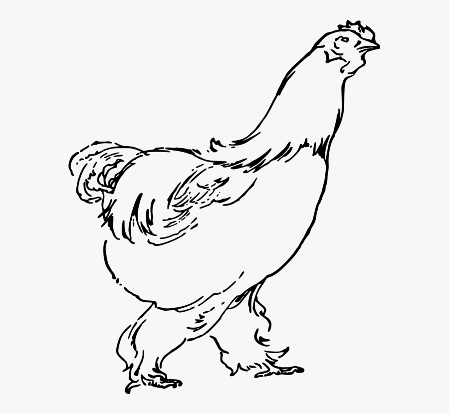 Rooster Chicken Drawing Landfowl Poultry Cc0 - Chicken Drawing Png, Transparent Clipart