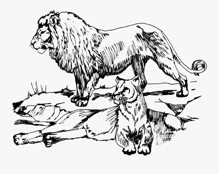 Art,monochrome Photography,carnivoran - Lions Black And White Clipart, Transparent Clipart