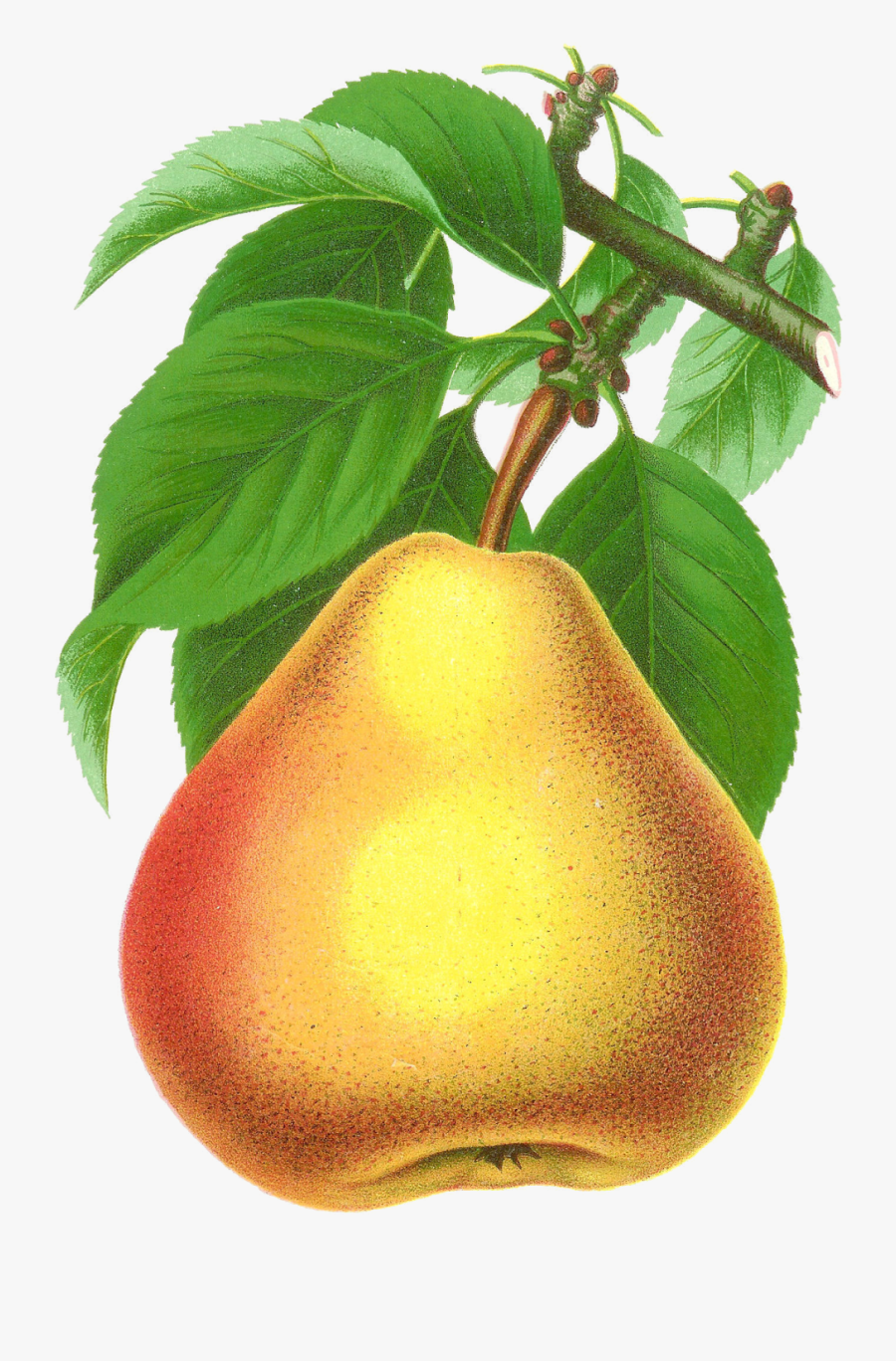 Stock Pear Image - Pear Transparent Pear Free Png, Transparent Clipart
