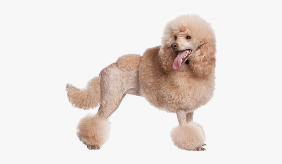 Apricot Poodle Clip Arts - Apricot Poodle, Transparent Clipart
