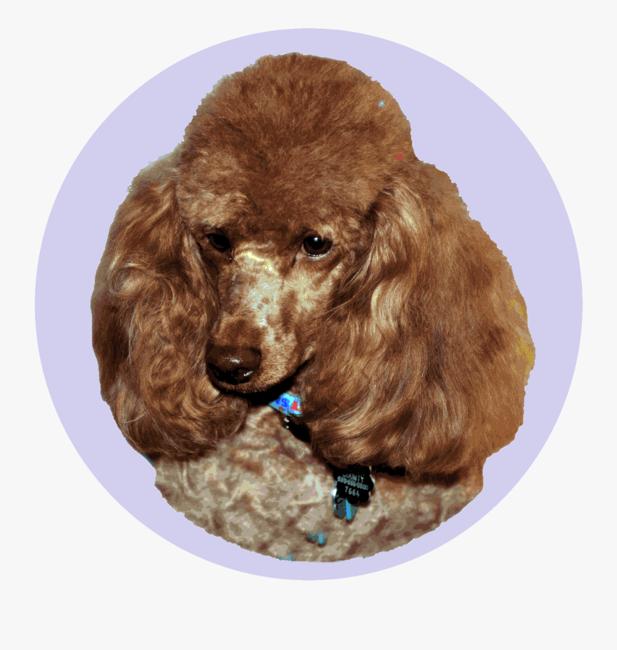 Standard Poodle, Transparent Clipart