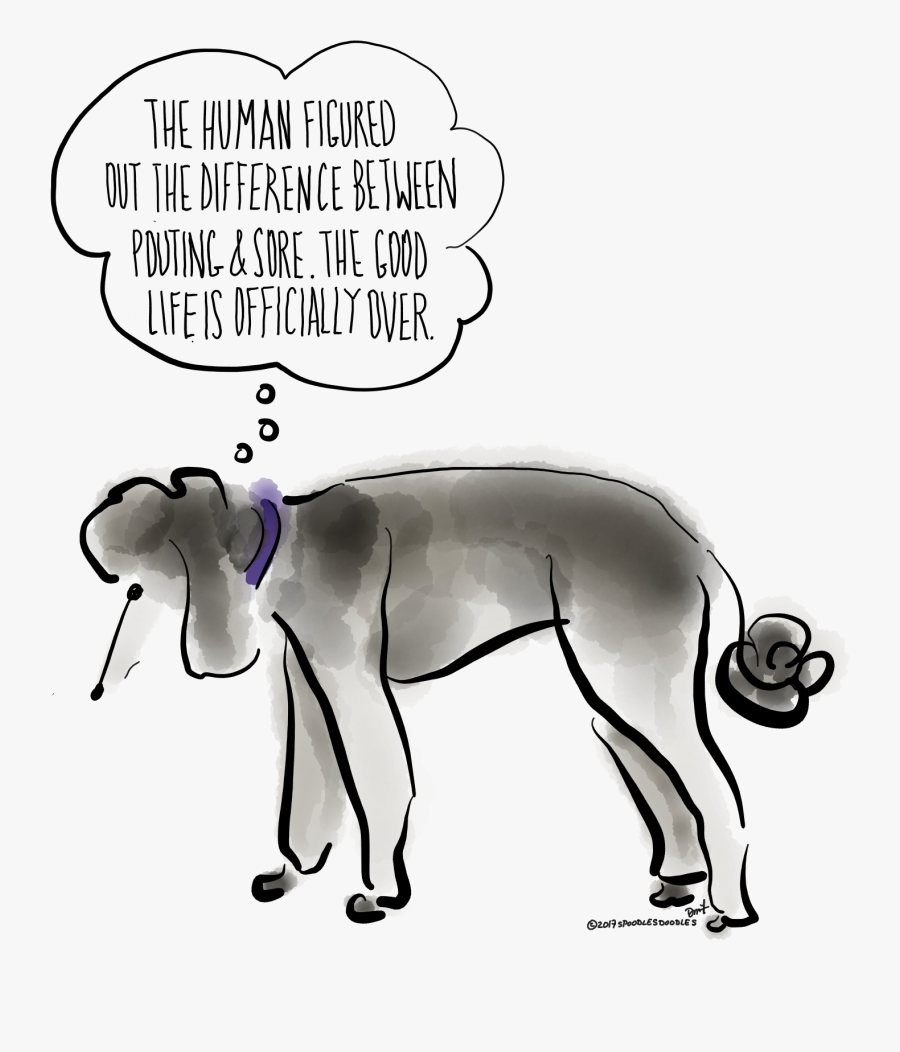 Simple Cockapoo Drawing, Transparent Clipart