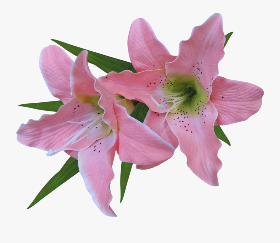 Flower Easter Lily Clip Art - Lily Flower No Background, Transparent Clipart