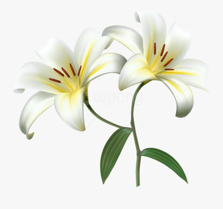 Free Png Download White Lilium Flower Decorative Transparent - Transparent Background Lilies Clipart, Transparent Clipart