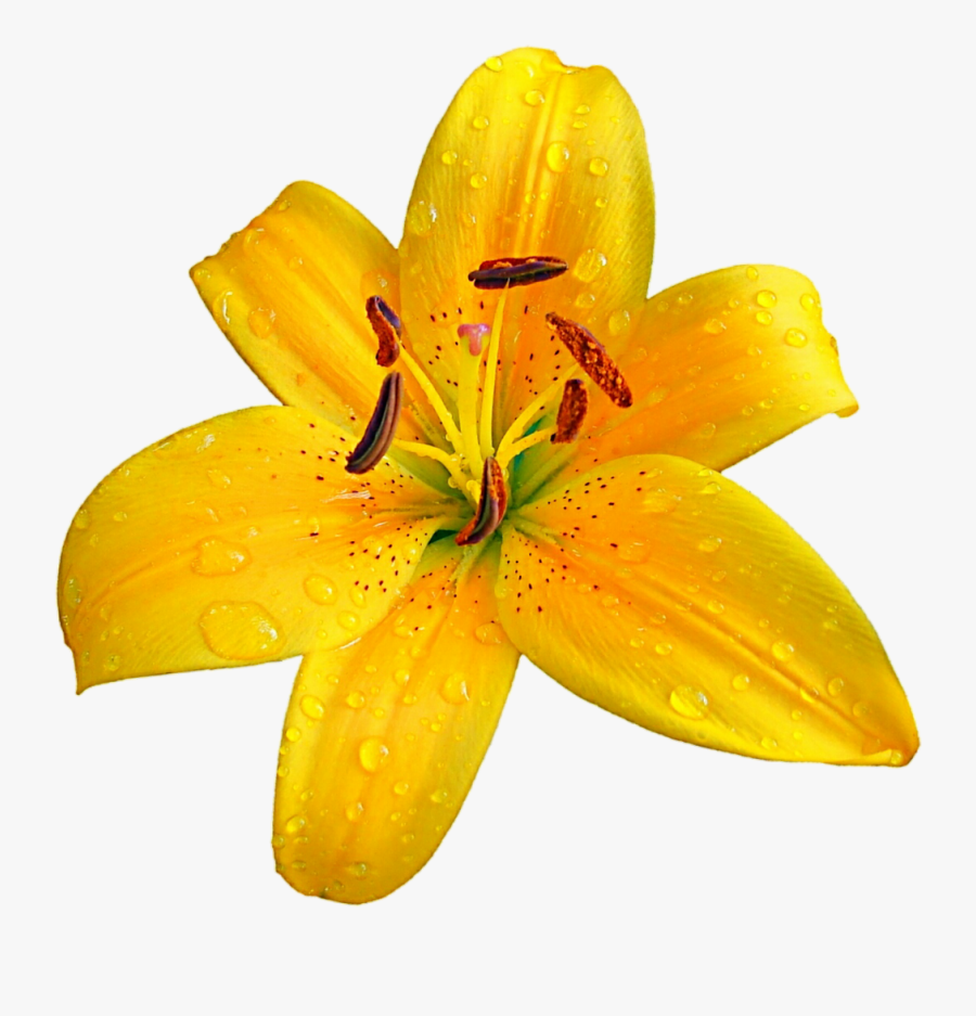 Lilium Bulbiferum Easter Lily Flower Clip Art - Orange Lily, Transparent Clipart