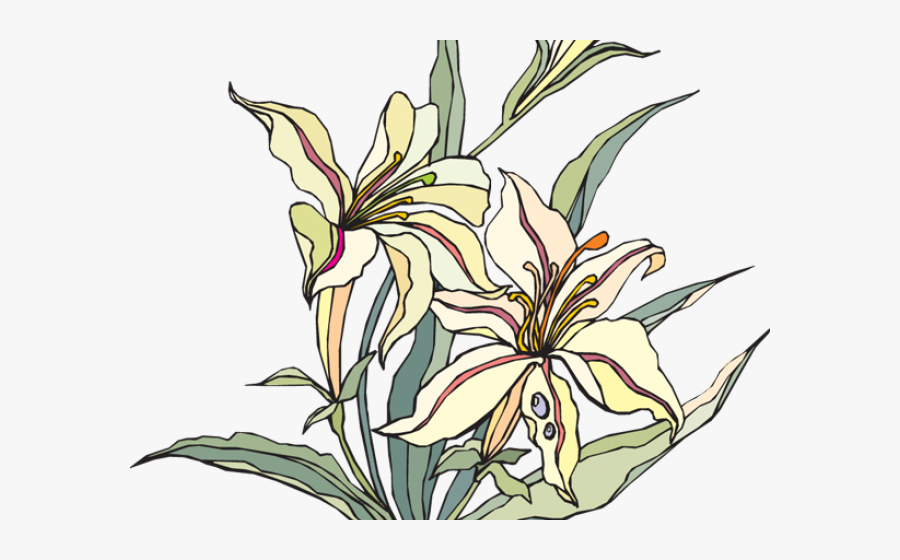 Transparent Lillies Clipart - Clip Art, Transparent Clipart