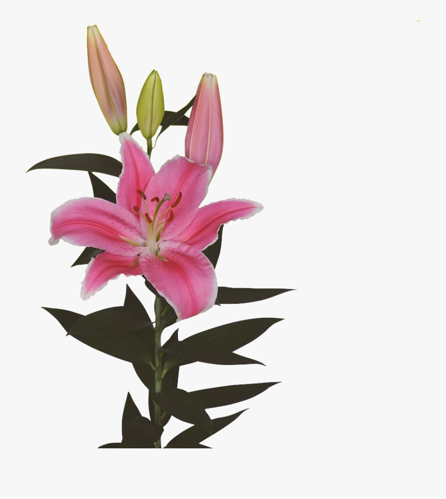 Hoa Ly Marlon Clipart , Png Download - Lily, Transparent Clipart
