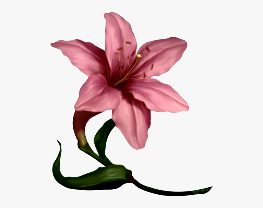 Amaryllis Flower Cliparts Free Download Clip Art - Transparent Pink Lily, Transparent Clipart